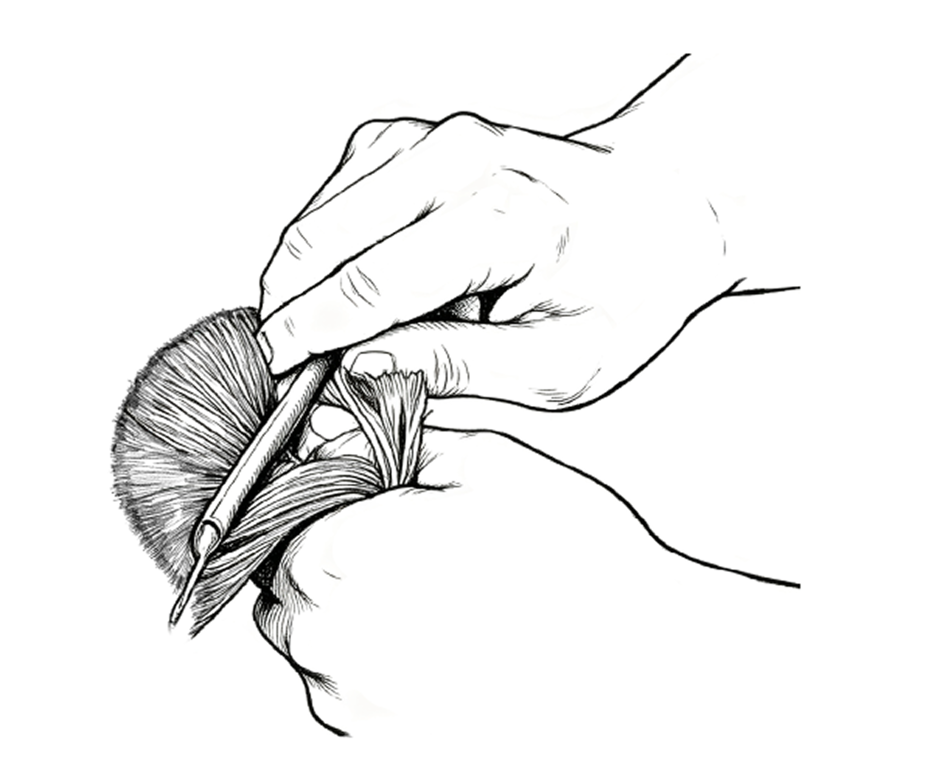 毛梳き
